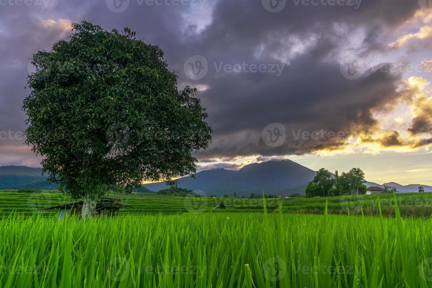 indonesische naturlandschaft mit grünen reisfeldern. sonniger morgen in den bergen und reisfeldern foto