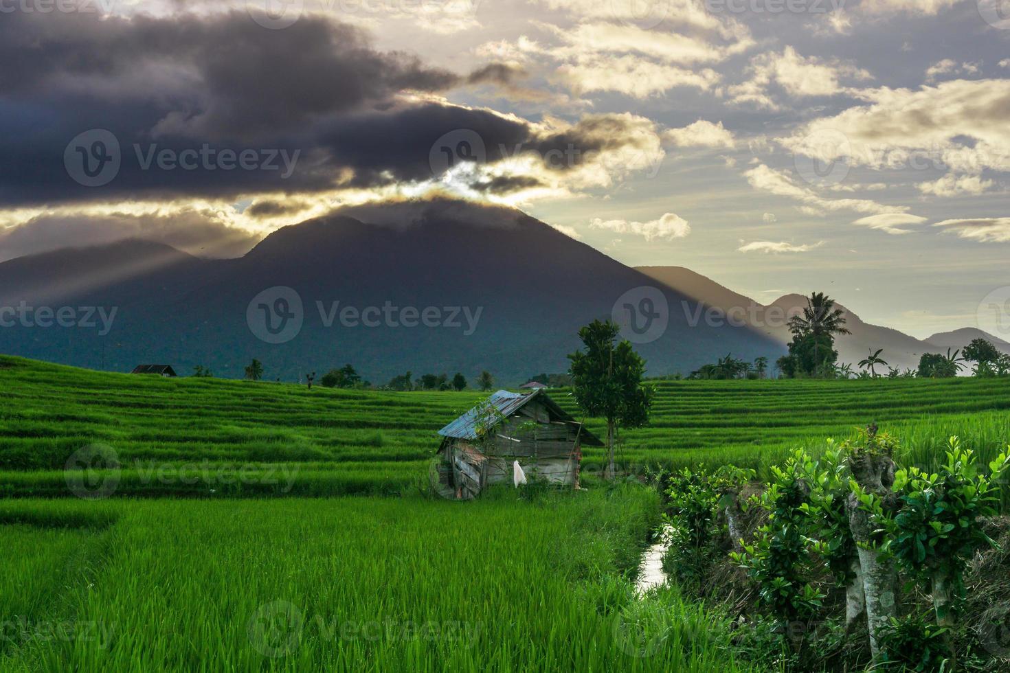 Panoramablick auf Indonesien von grünen Reisterrassen und Kokospalmen an einem sonnigen Morgen foto