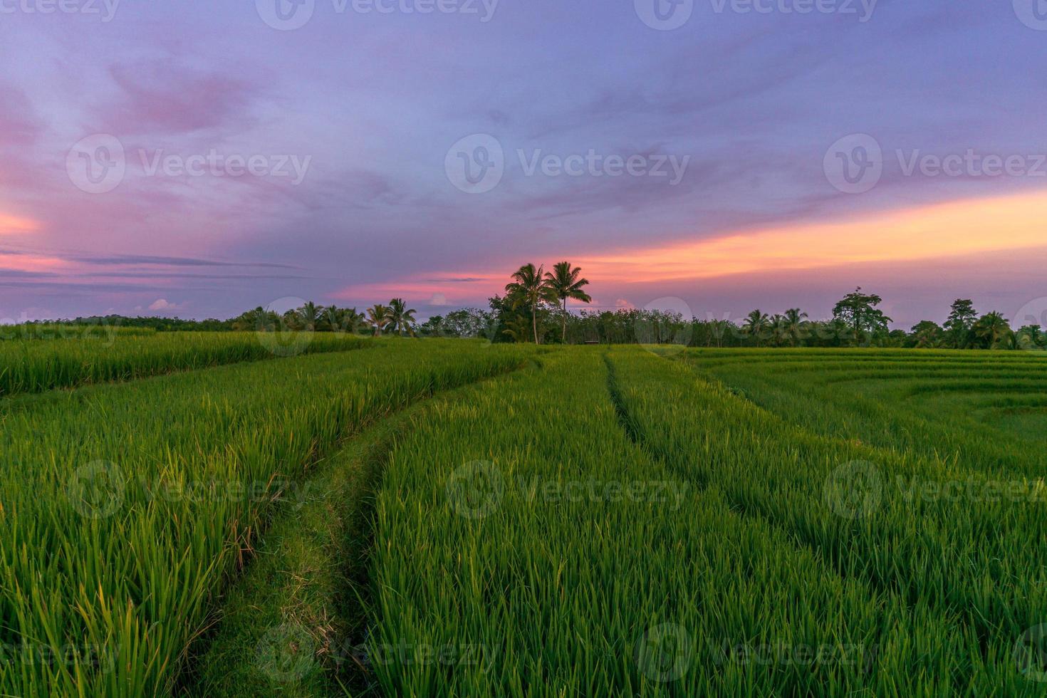 Indonesiens außergewöhnliche Naturkulisse. Morgenansicht mit Sonnenaufgang in den Reisfeldern und schönem Himmel foto