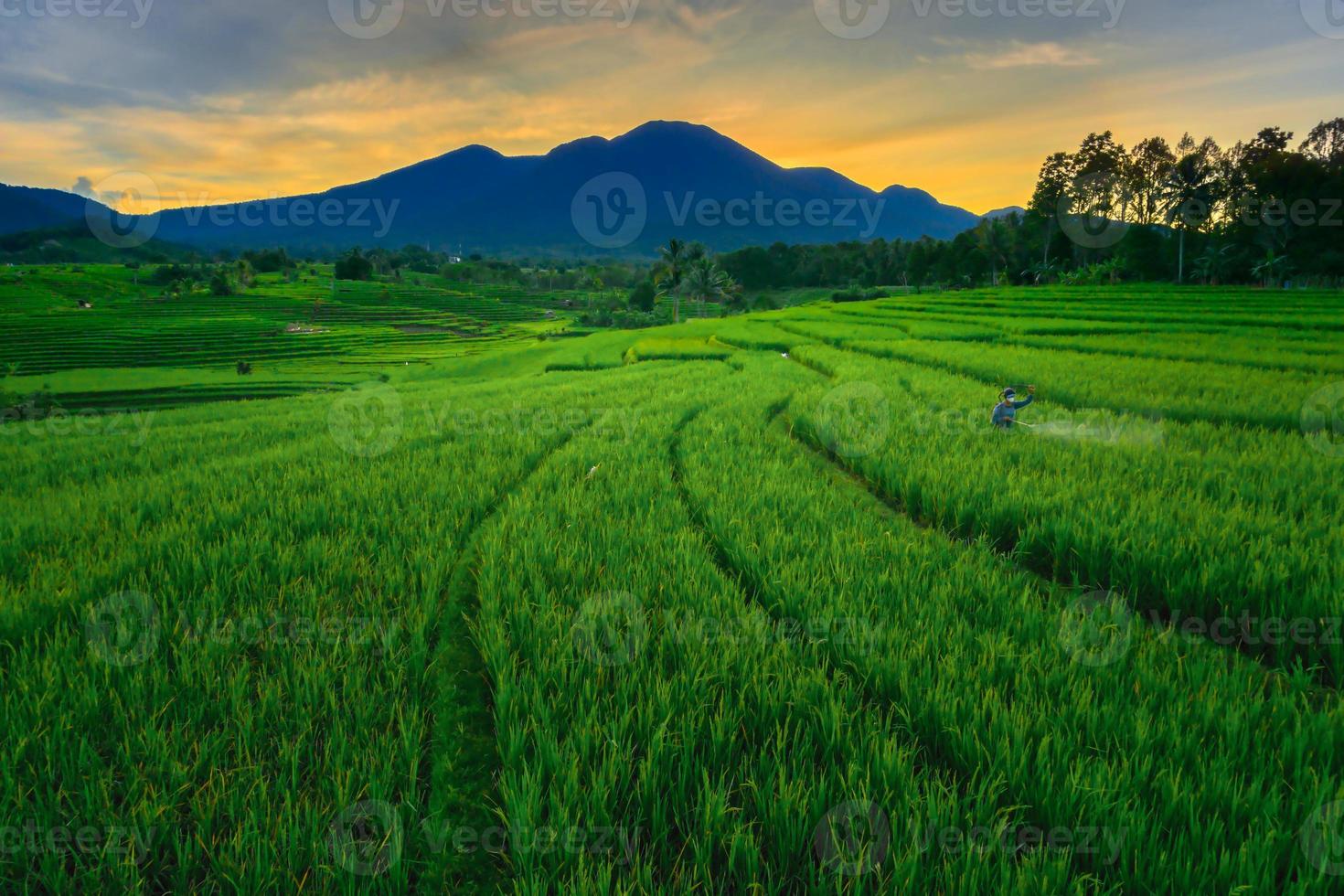 Panoramablick auf den Morgen in den Reisfeldern mit Bauern, die Schädlinge besprühen foto
