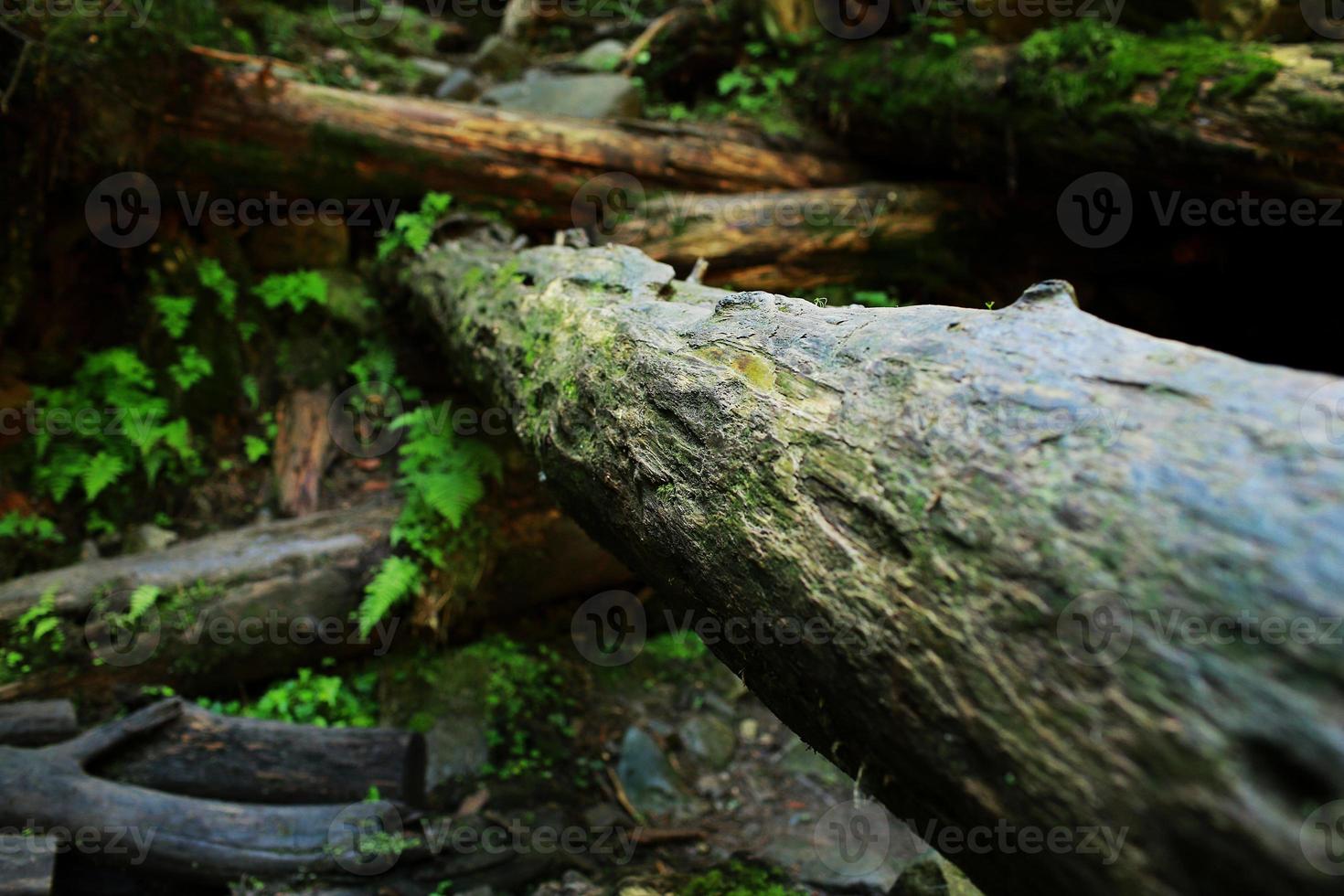 Baumrindenstruktur. Naturholzhintergrund. Baumrindenhintergrund mit Moos. foto