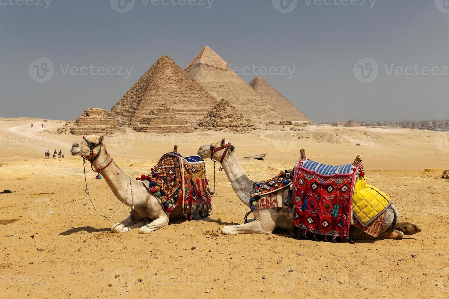 Kamele im Pyramidenkomplex von Gizeh, Kairo, Ägypten foto