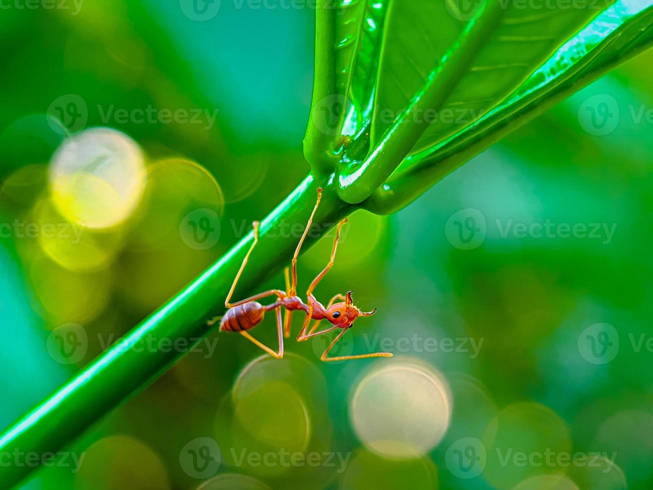 rote Ameise auf einem Ast foto