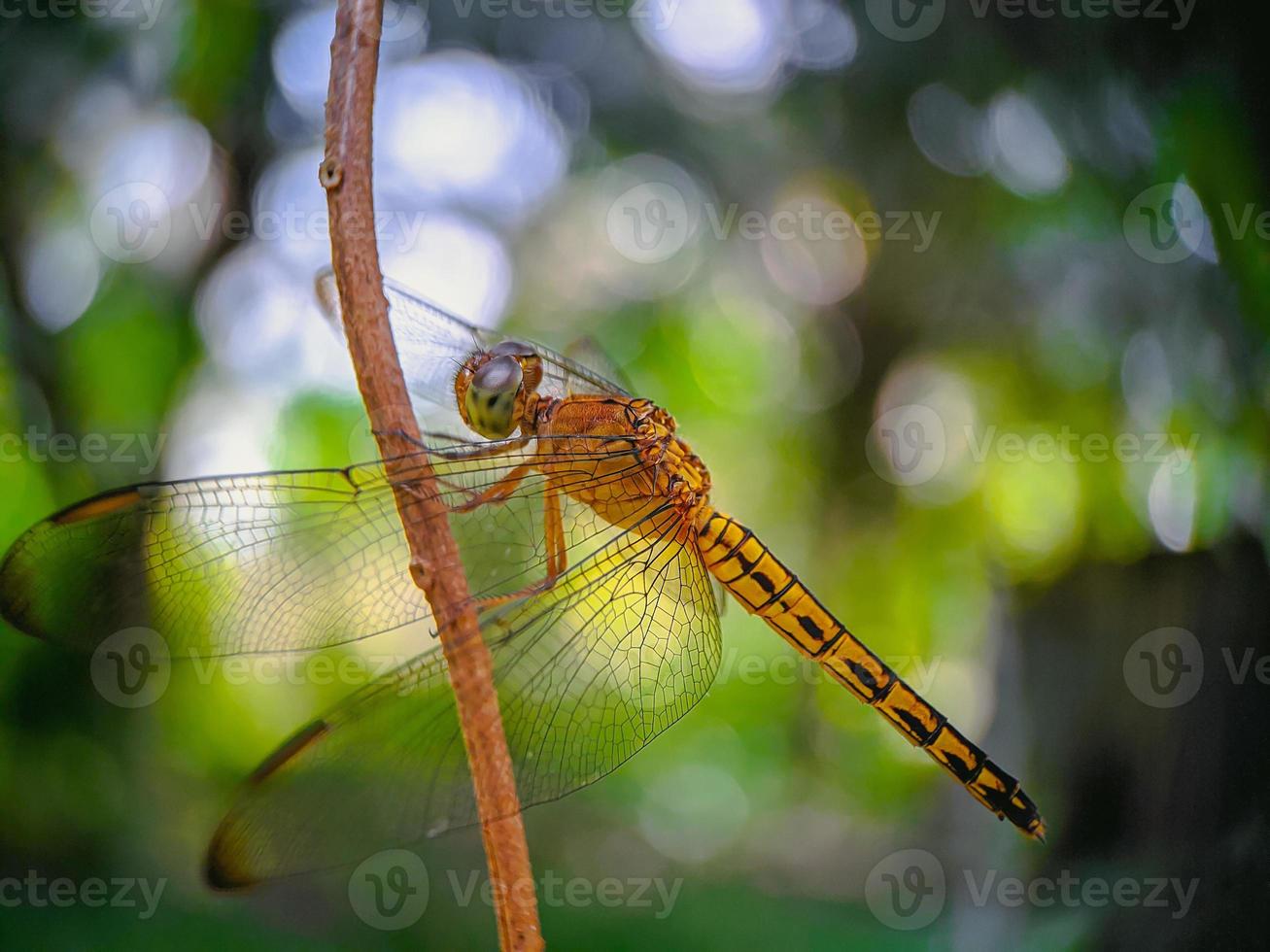 Libelle auf einem Ast foto