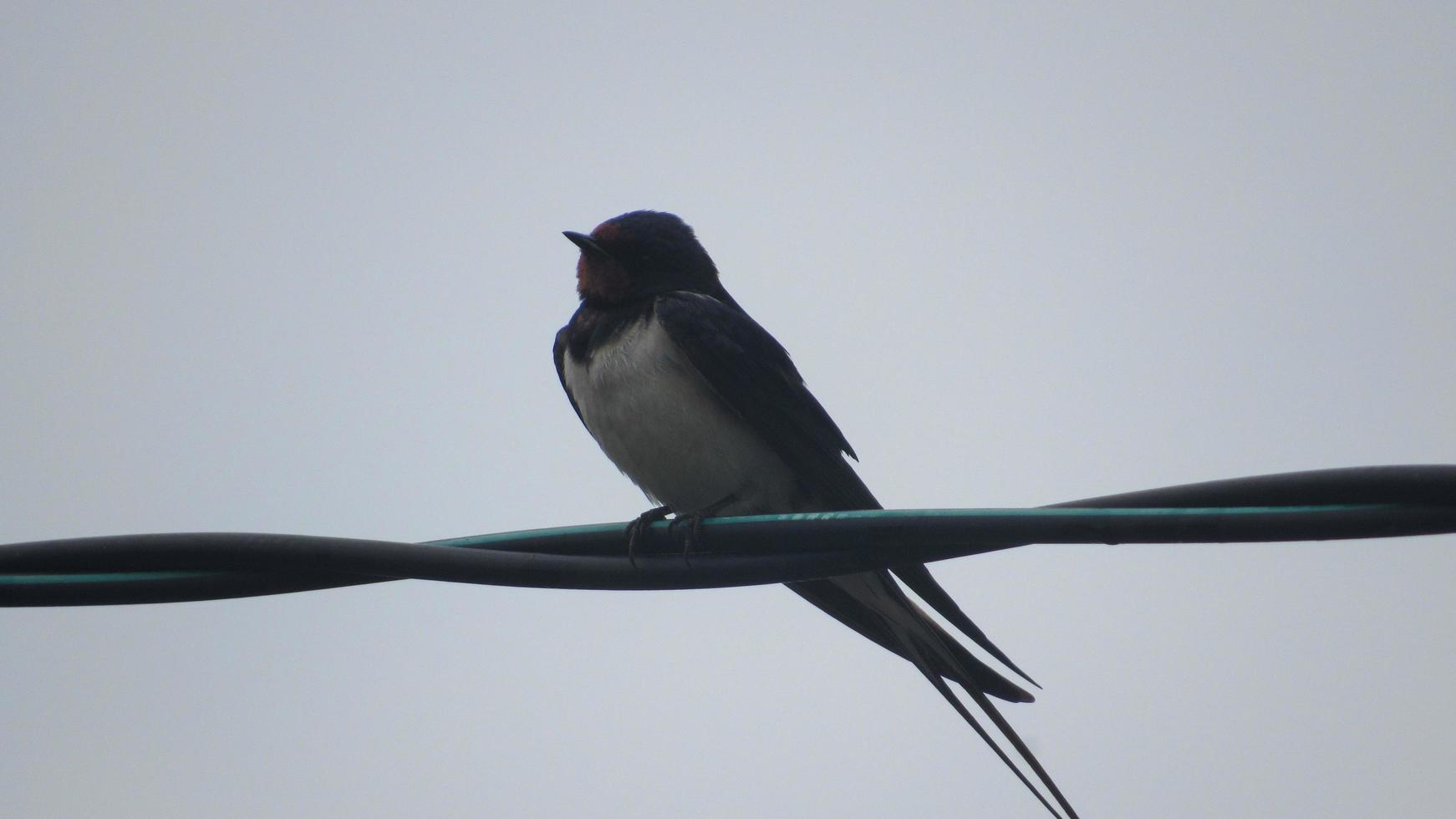 auf einem Ast schlucken. Wildvogel foto