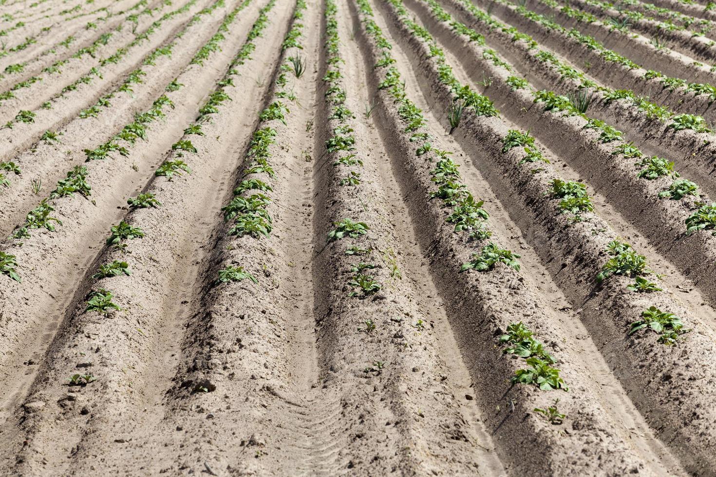 grüner kartoffelspross foto