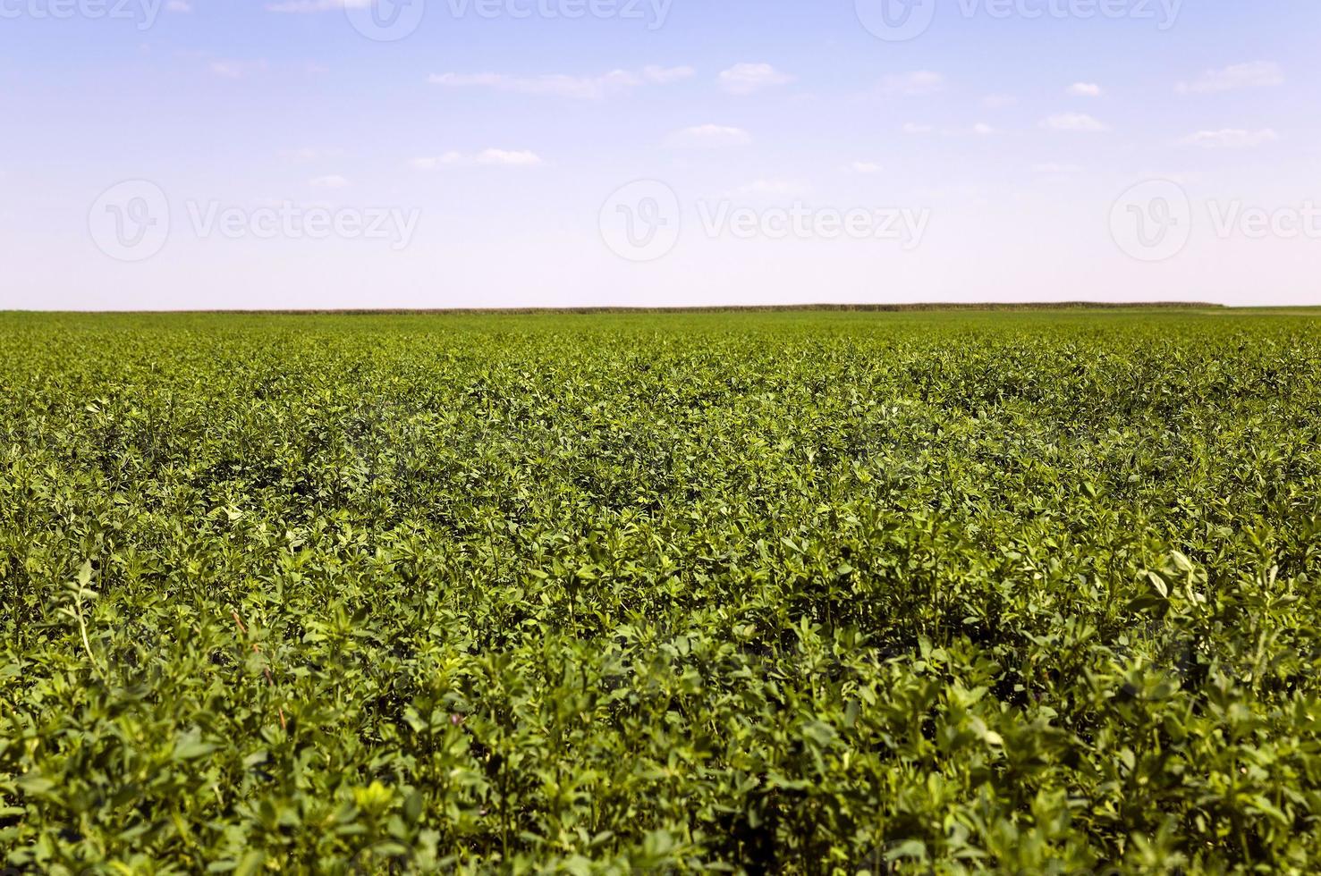 landwirtschaftliches Feld gesät foto