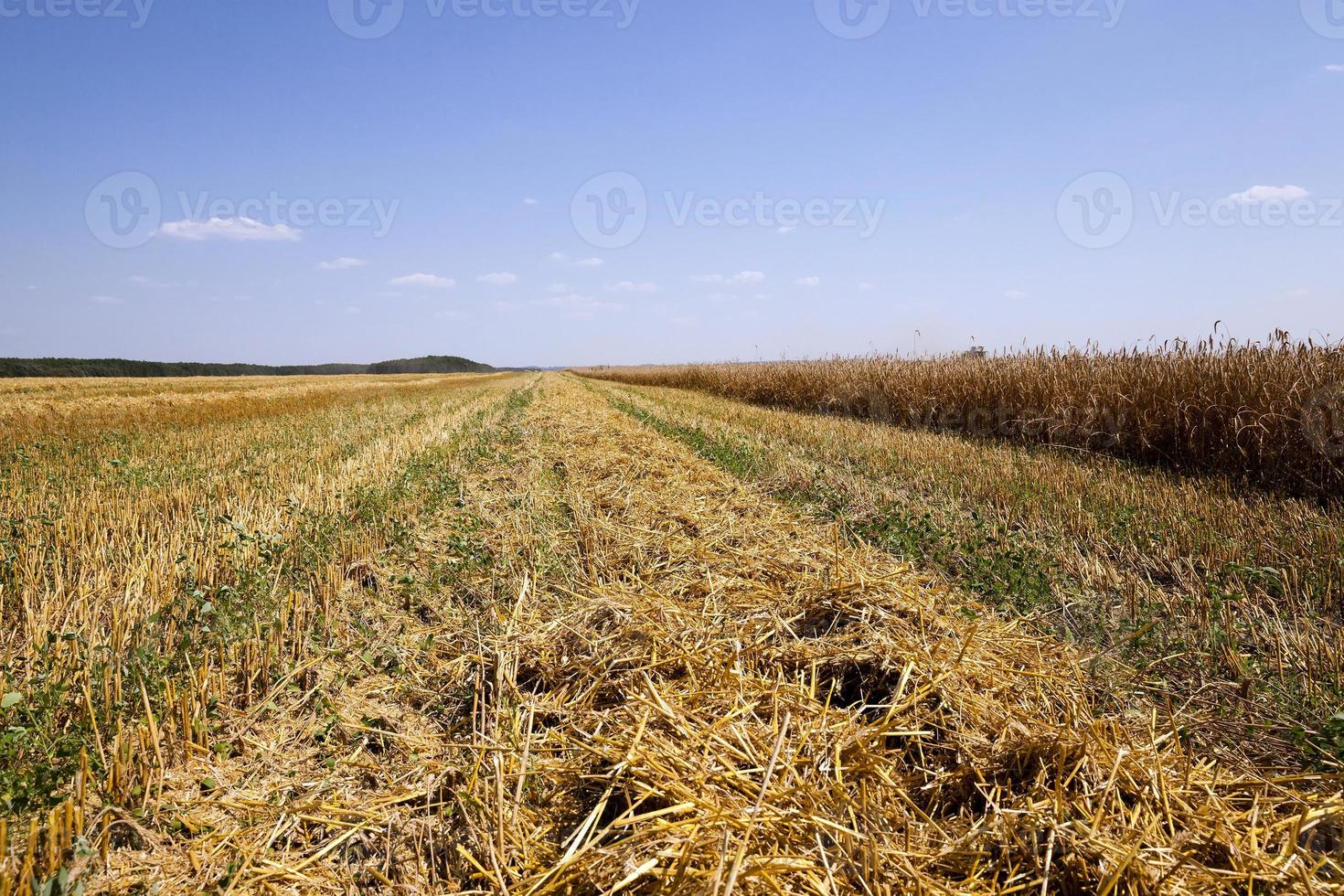 Ernte von Getreide foto