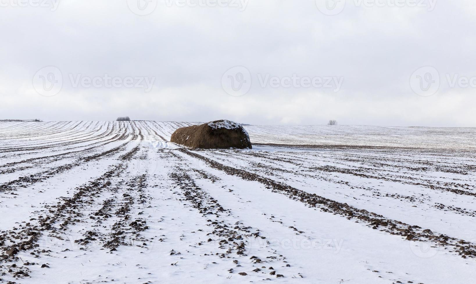 Wintersaison, Feld foto