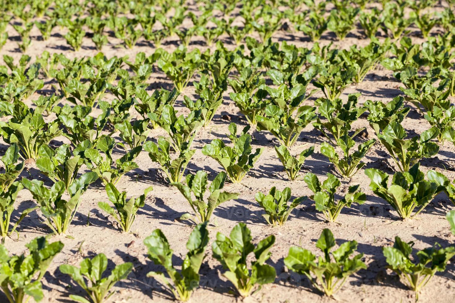 landwirtschaftliche Felder mit grünen Zuckerrüben foto