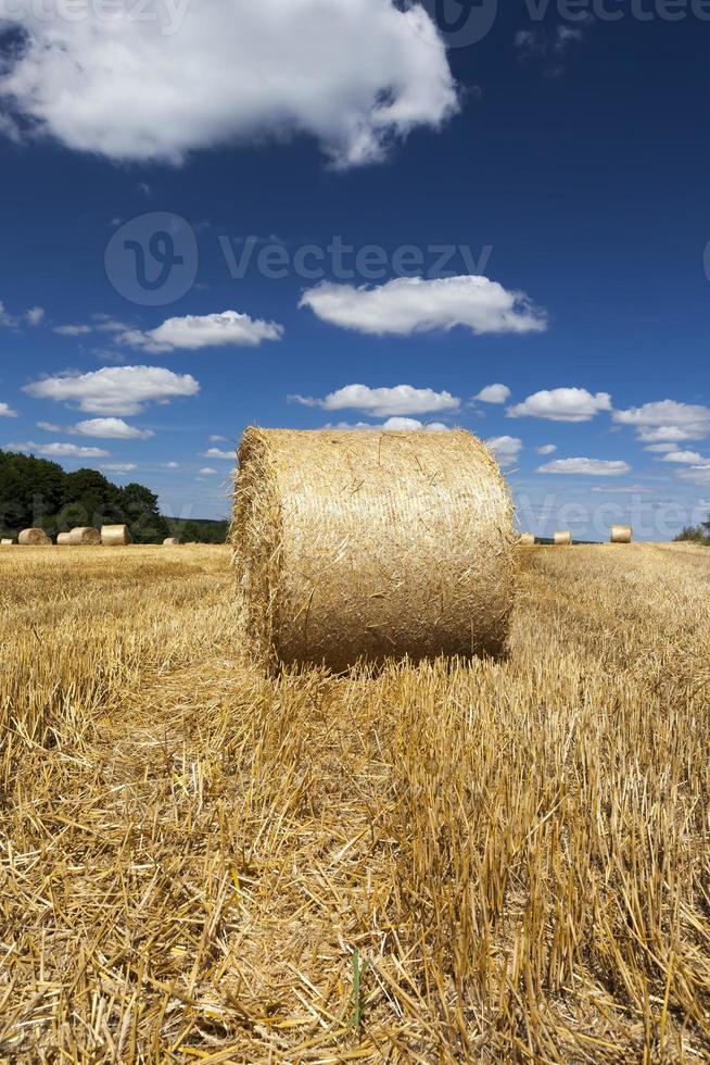 Heuhaufen aus Roggenstroh foto