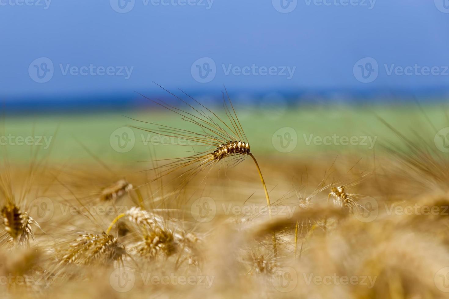 Landwirtschaft für den Anbau von Roggen und die Ernte von Getreide foto