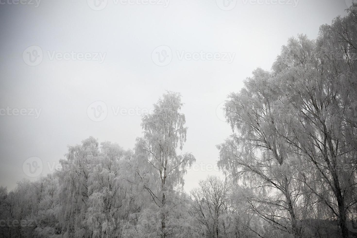 Fotografierter Winterwald foto