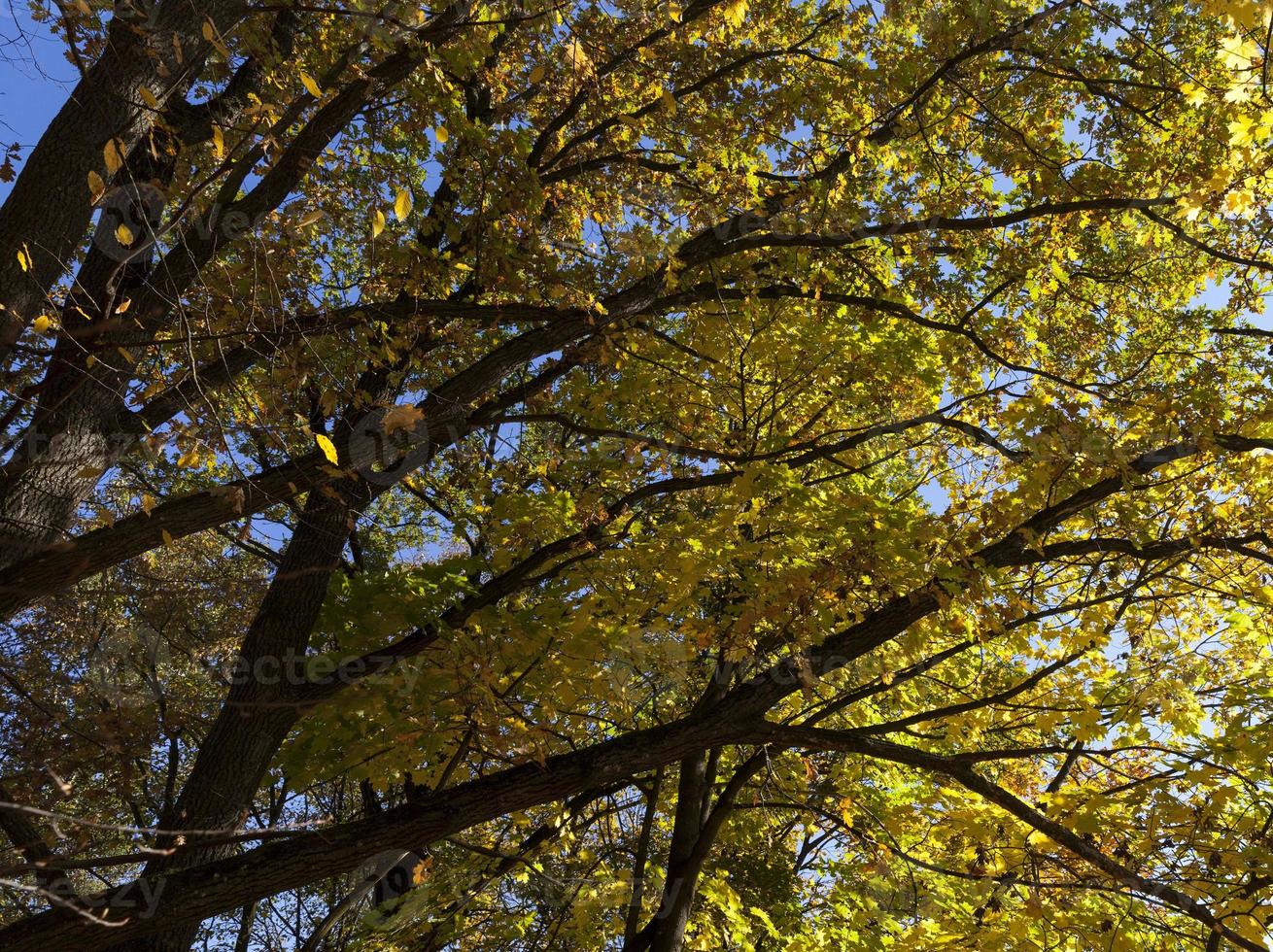 Laubbäume während des Laubfalls im Herbst foto