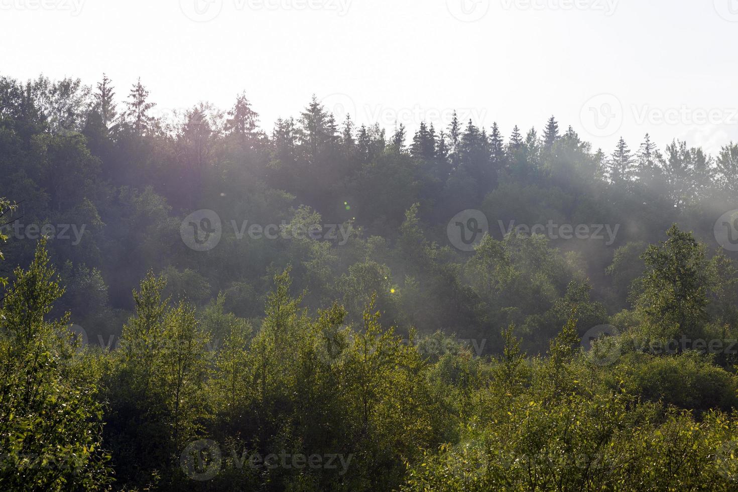 Nebeliger Abend nach Regen im Wald foto