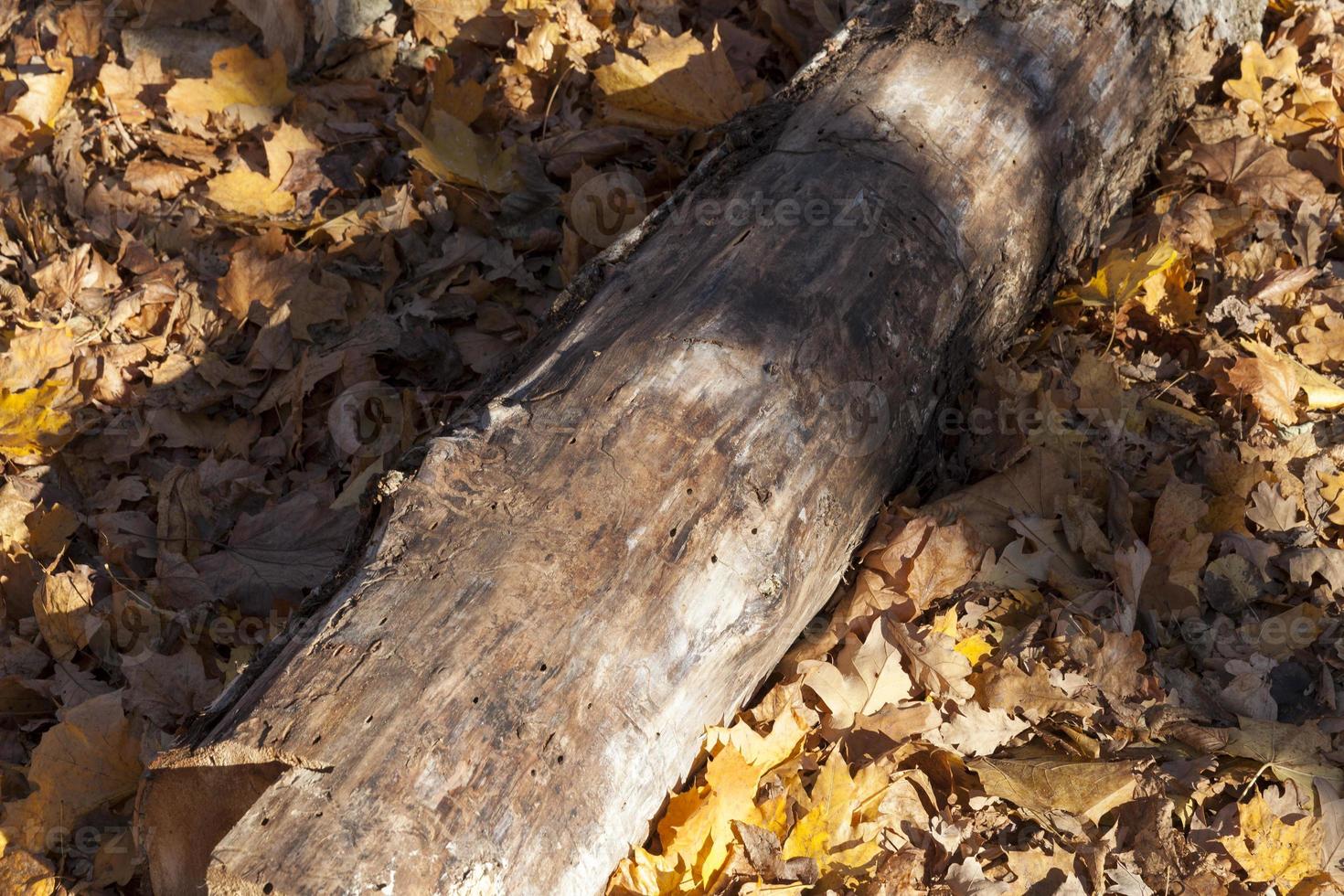 Baumstämme, die in der Herbstsaison im Wald liegen foto