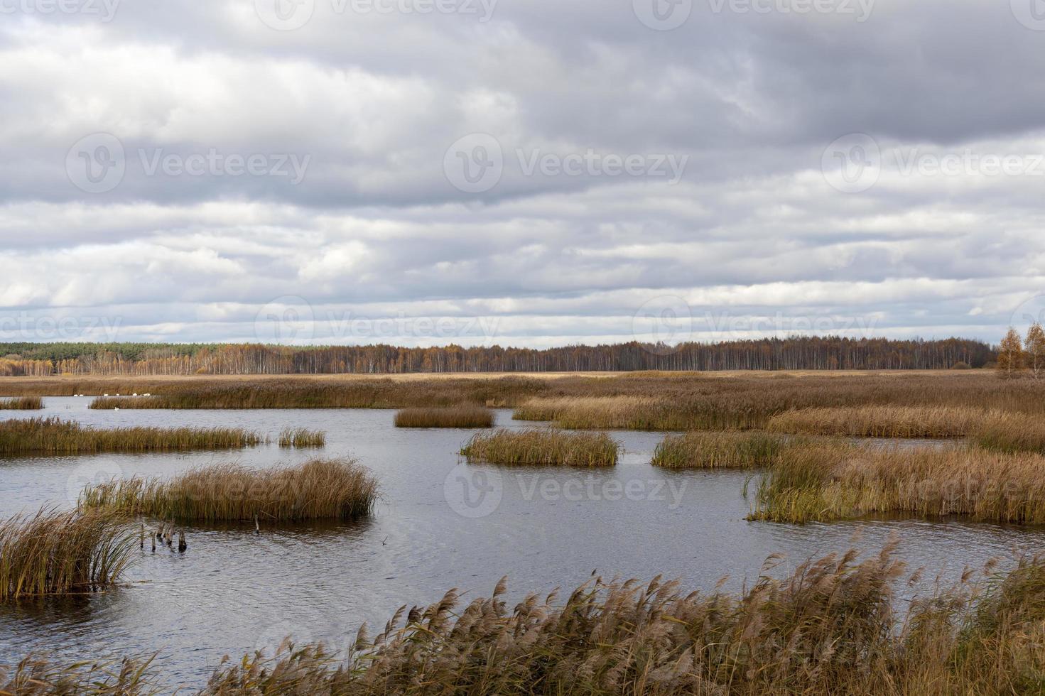 trockenes Gras auf dem Territorium des Sees foto