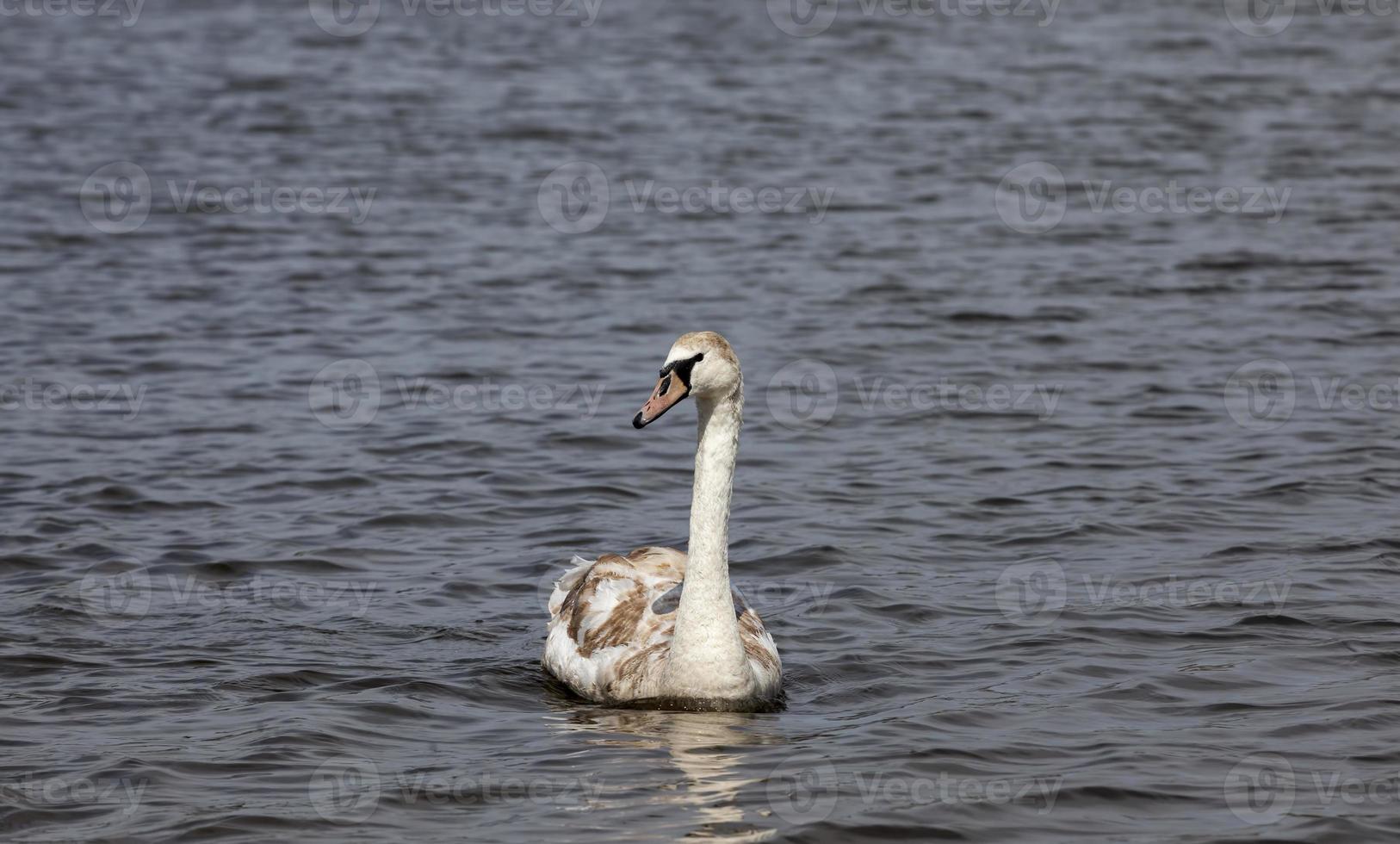 Schwan im Frühling foto