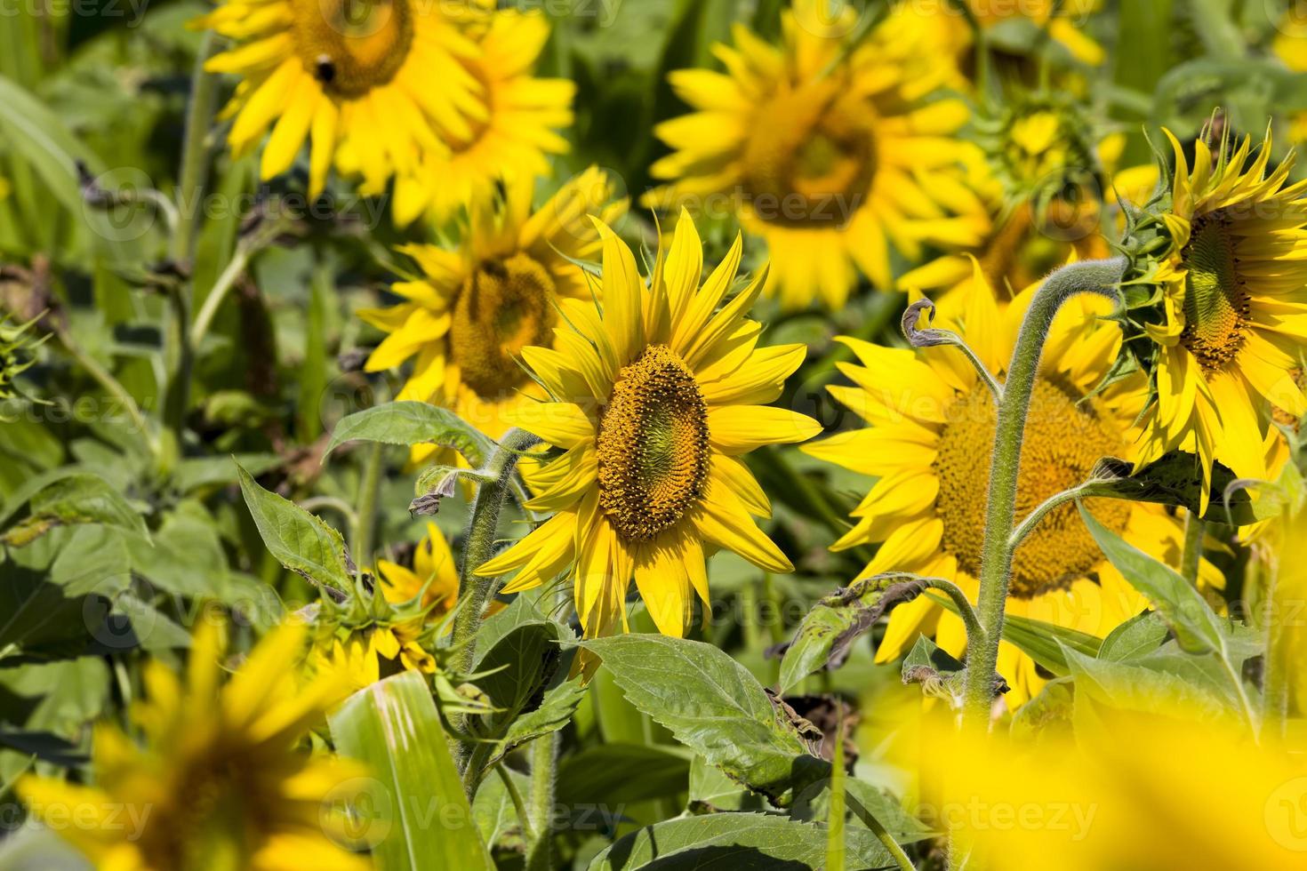 einjährige Sonnenblumen auf dem Feld foto