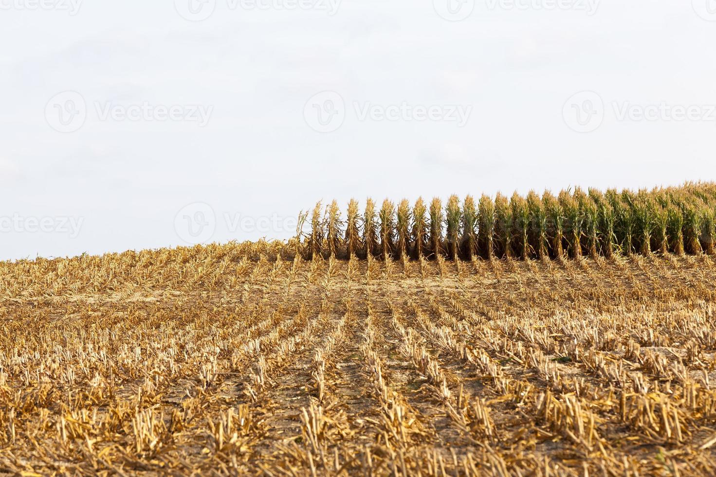 lange Reihen grüner Maissprossen im Frühling oder Sommer foto