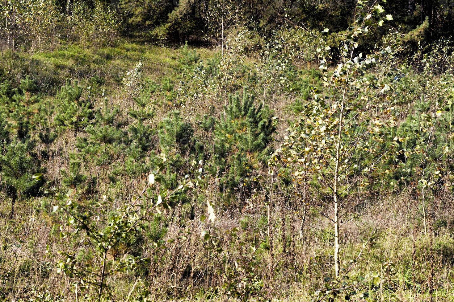 Bunte Bäume im Wald im Herbst foto