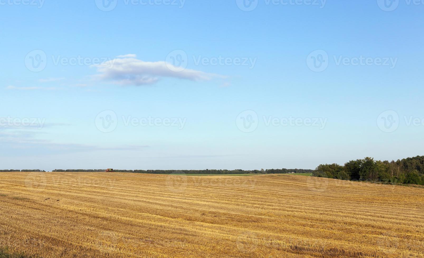landwirtschaftliches Feld und blauer Himmel foto