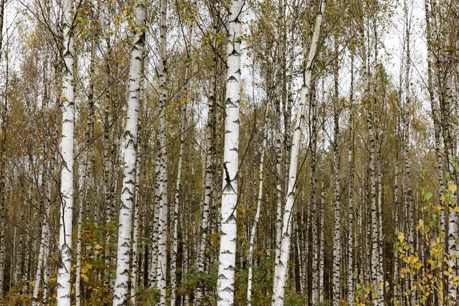 Herbstbirke, Nahaufnahme foto