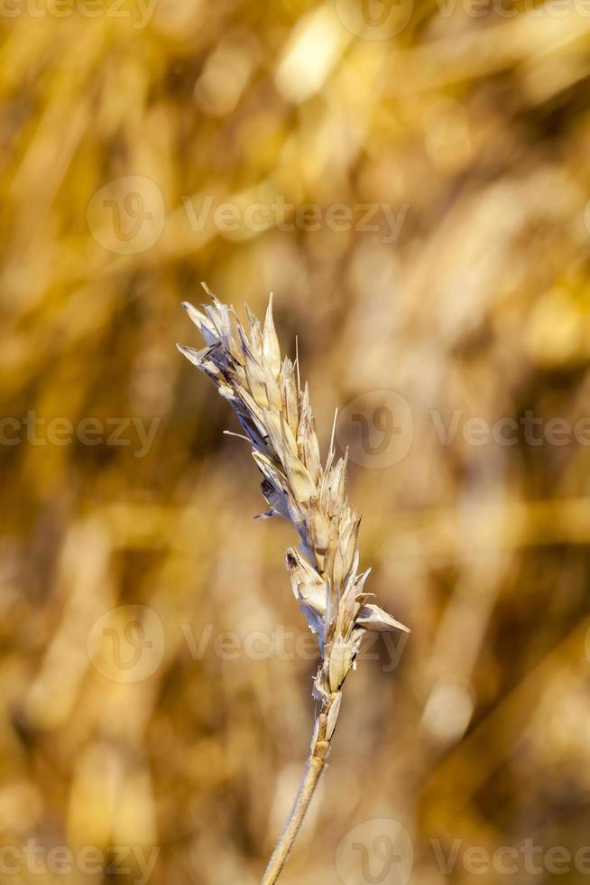 zerknitterte goldene Weizenähre foto