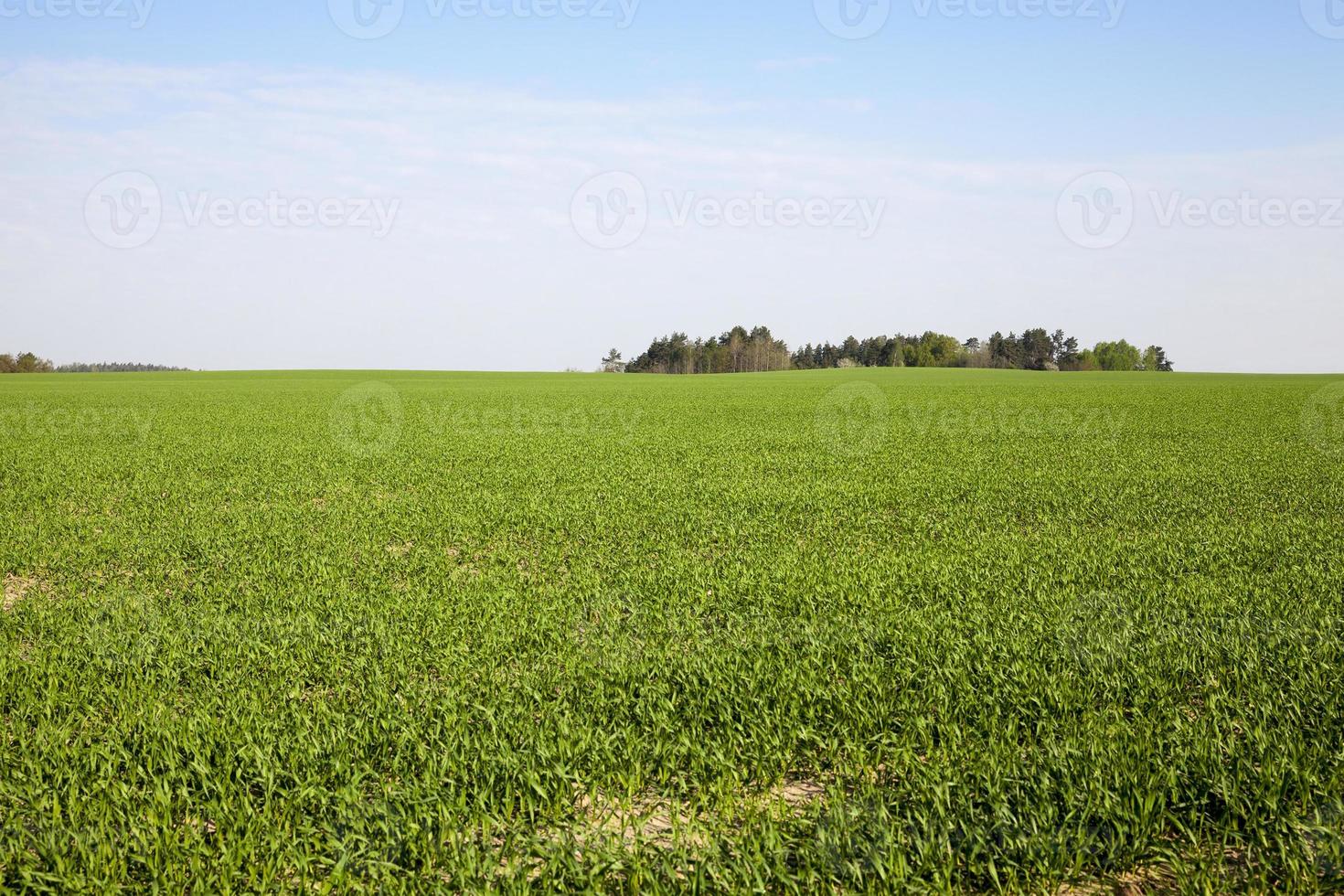 Feld mit Getreide foto