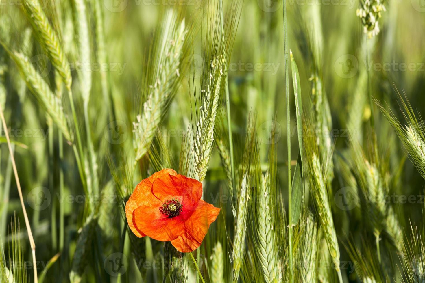 Mohn im Feld foto