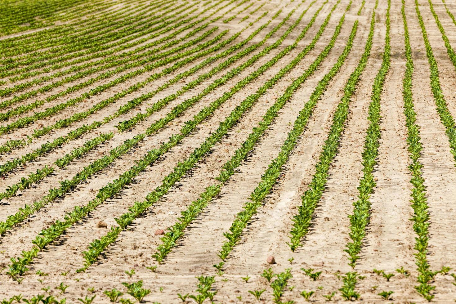 ein landwirtschaftliches Feld, auf dem Rüben angebaut werden foto