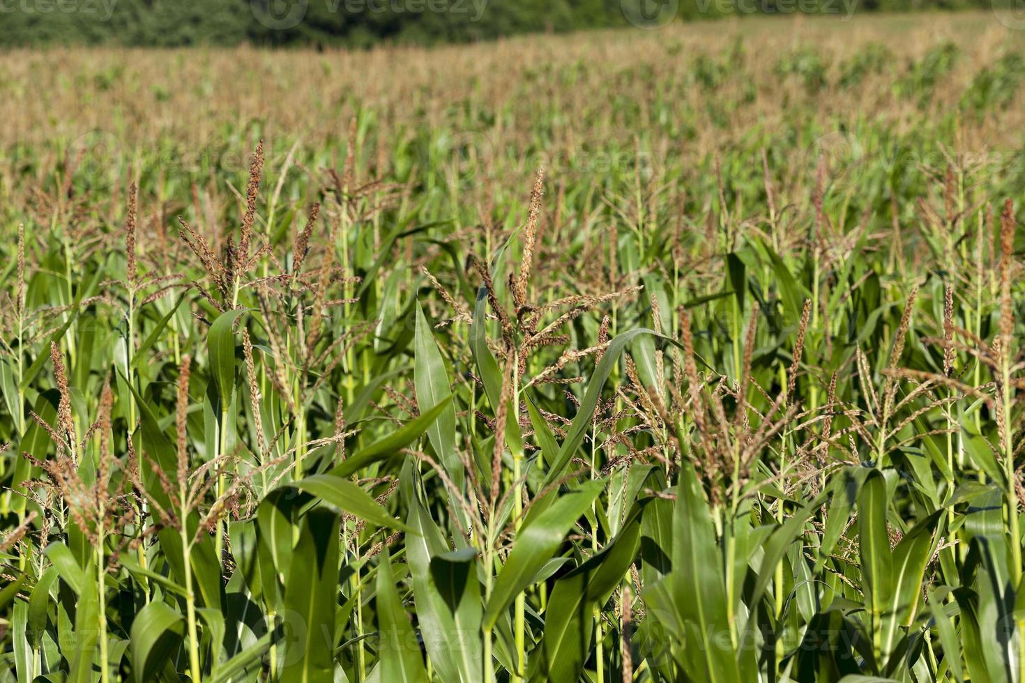 Maisfeld, Sommerzeit foto