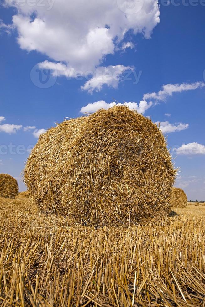 Landwirtschaft hautnah foto