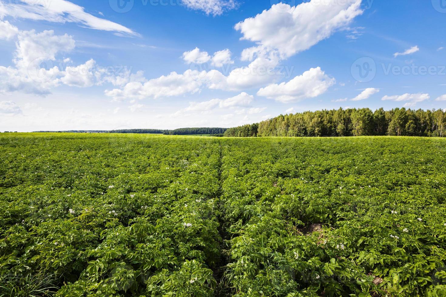 Kartoffelfeld hautnah foto