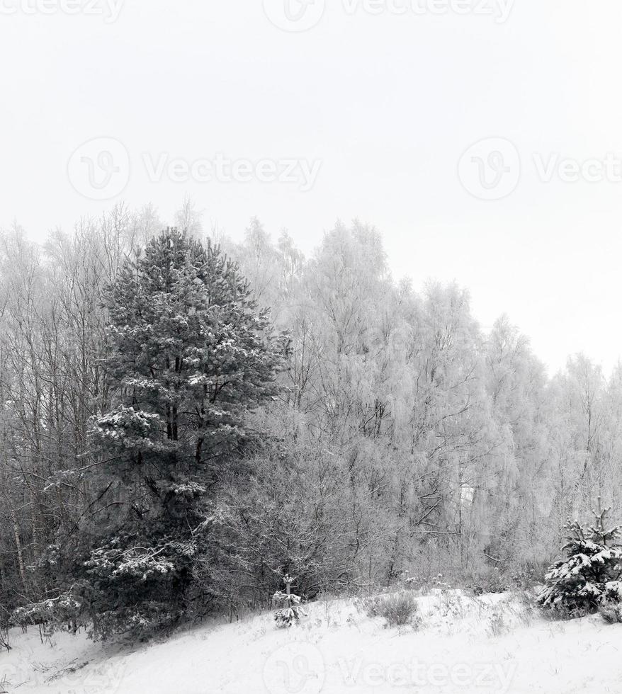 Schneeverwehungen im Winter foto