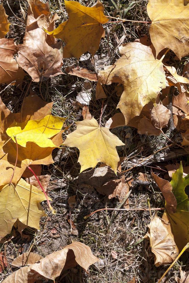 Herbst im Park foto