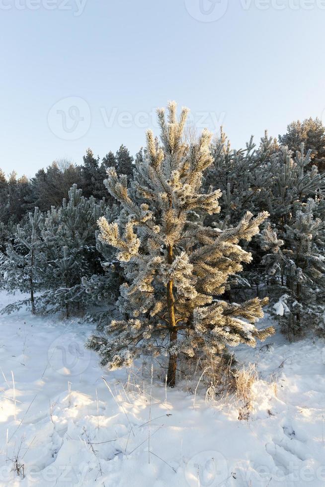 Kiefern im Frost foto