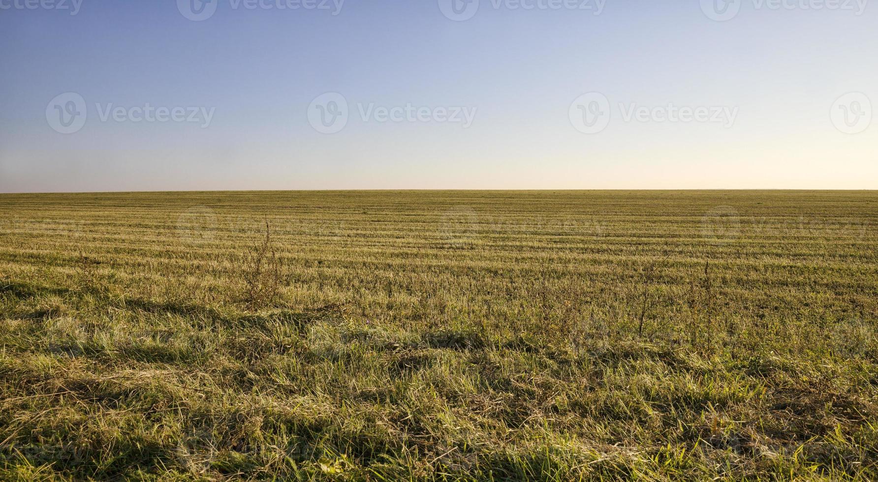 landwirtschaftliches Feld und Himmel foto