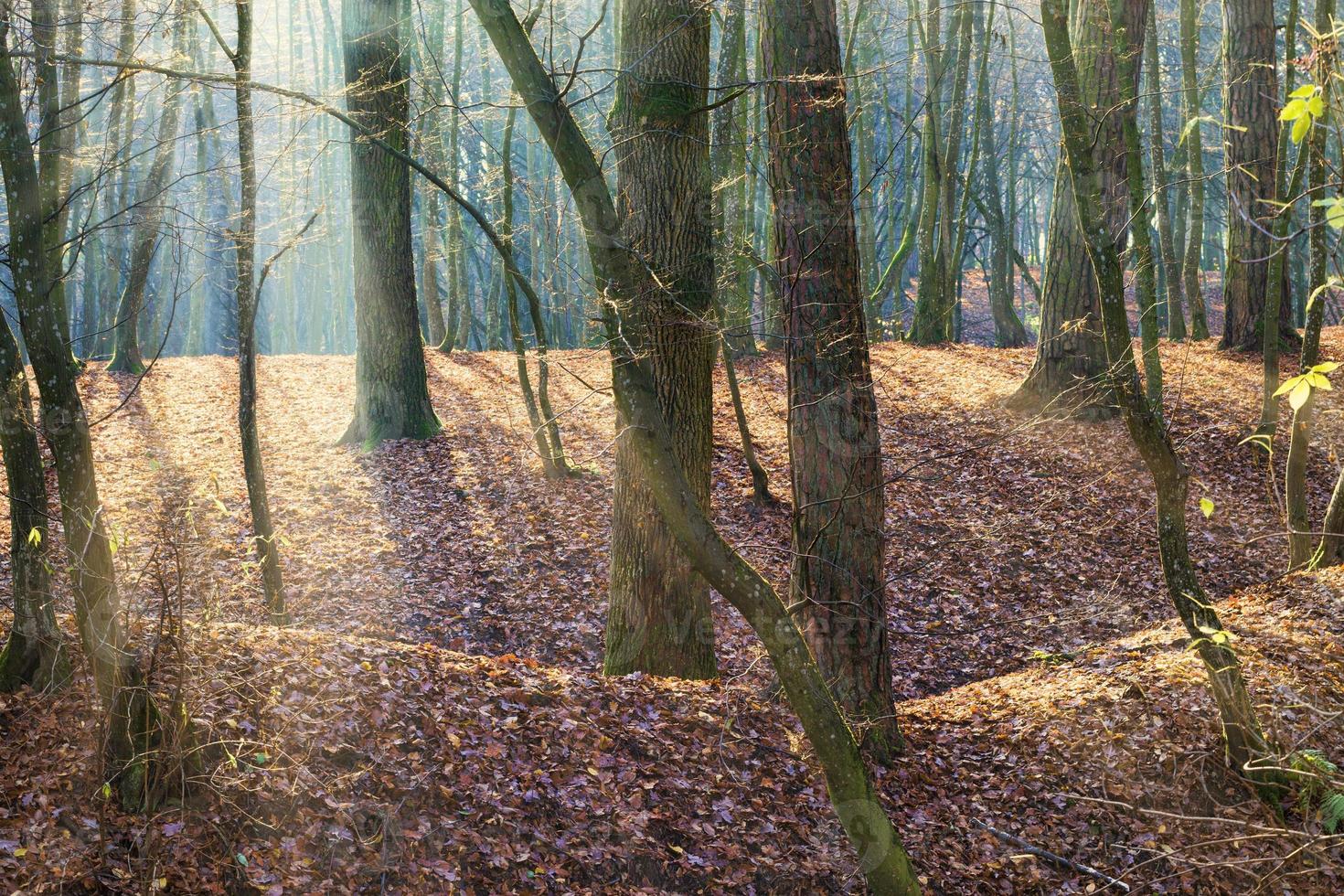 Herbstlandschaft von Sonnenlicht beleuchtet foto