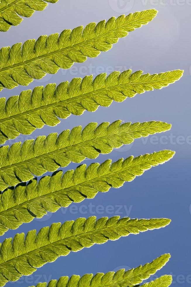 frisches grünes Blatt eines Farns foto