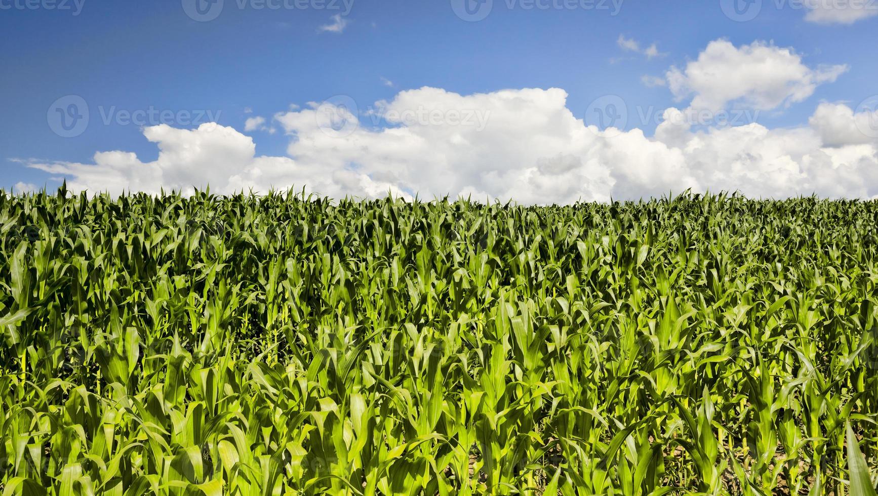 Agrarlandschaft mit Reihen von grünem Mais foto
