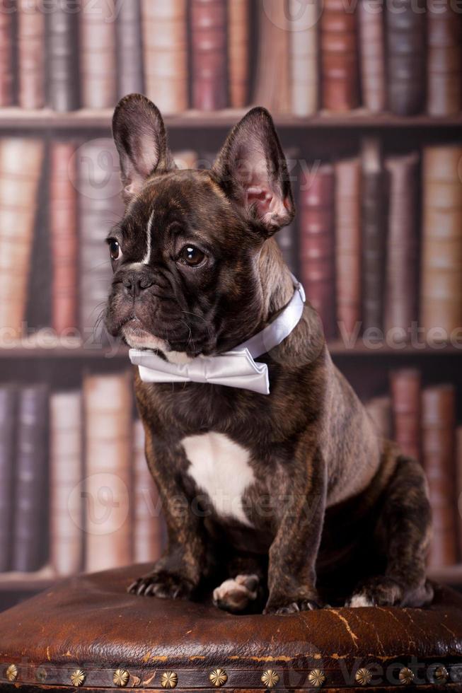 Französischer Bulldoggenwelpe mit Halsschleife foto