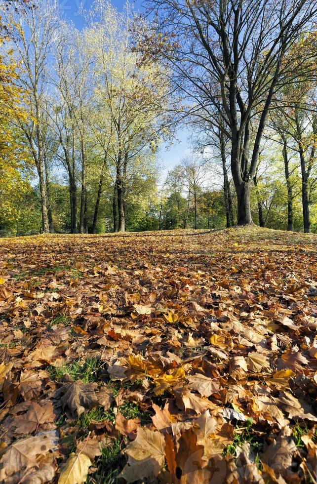 Laub in der Herbstsaison foto