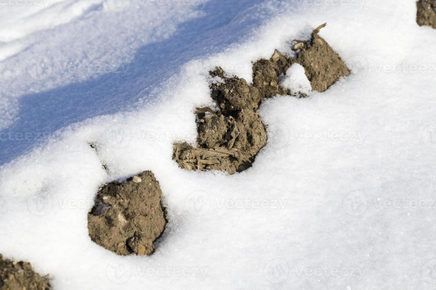 schneebedecktes landwirtschaftliches Feld foto