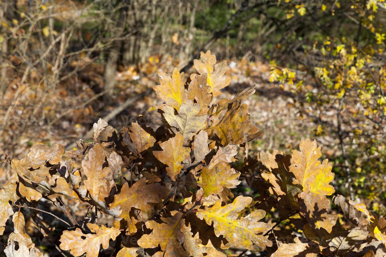 Laubbäume in der Herbstsaison während des Laubfalls foto