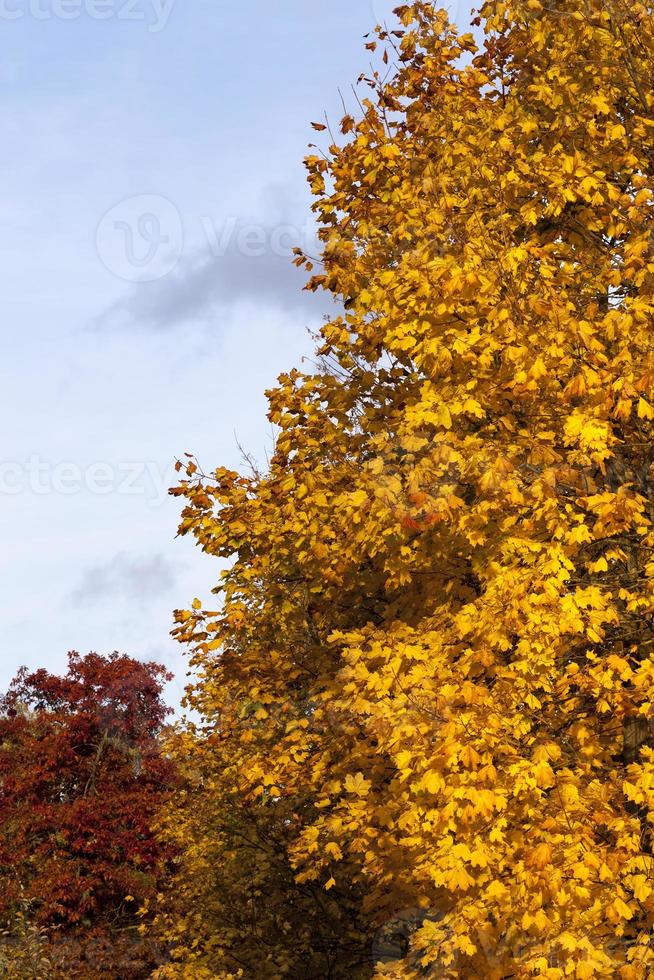 orangefarbenes Laub, Nahaufnahme foto