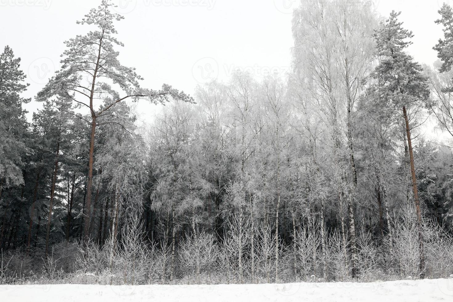 Winterwald, Himmel foto