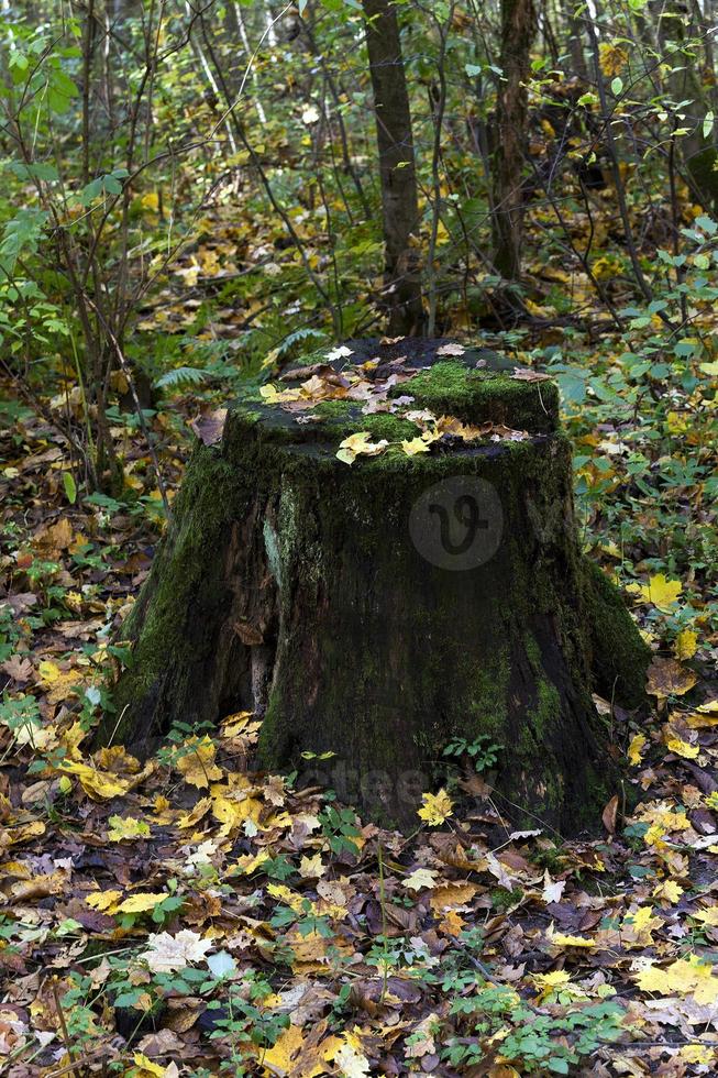 alter Baumstumpf im Wald foto