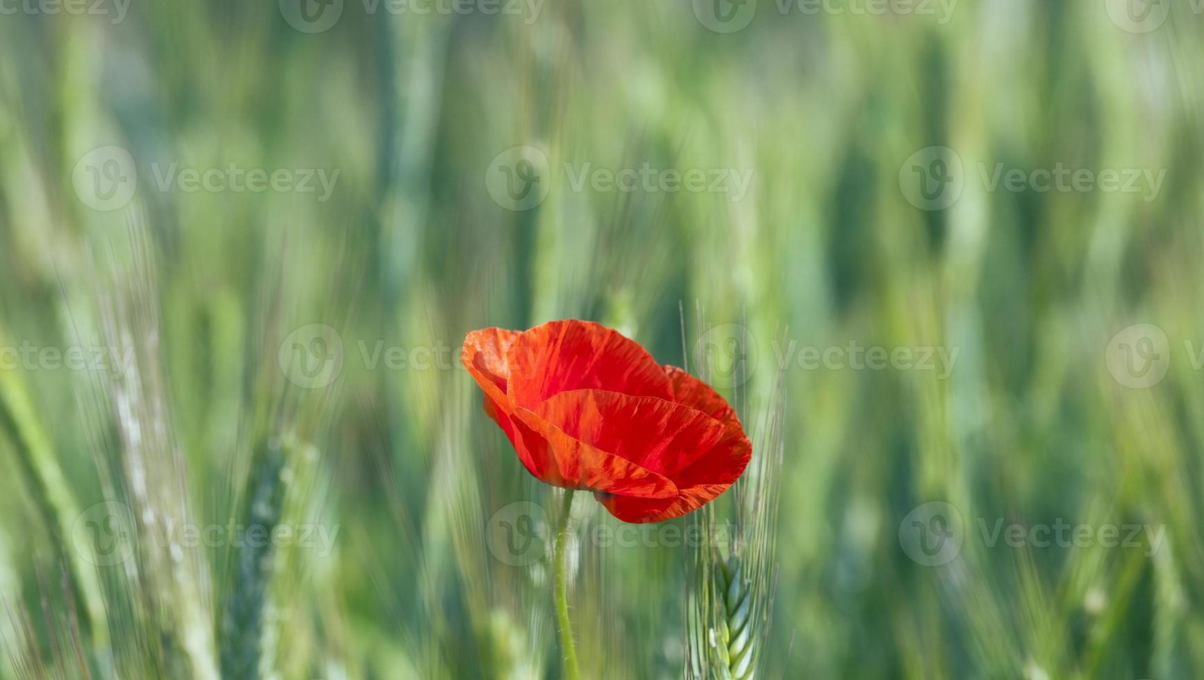 rote Mohnblumen foto