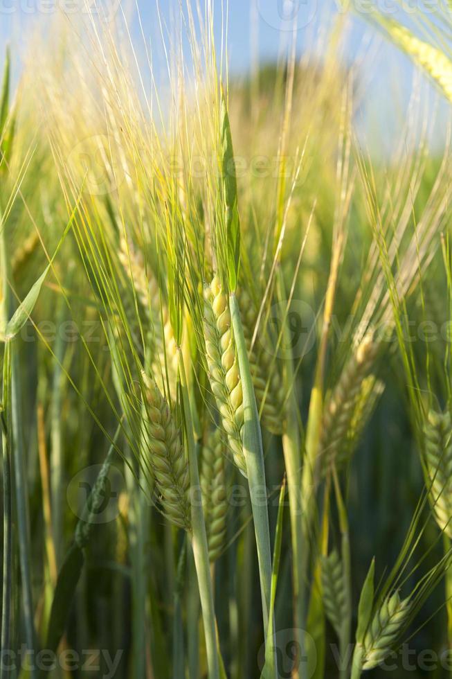 Reifung von Getreide auf dem Feld foto